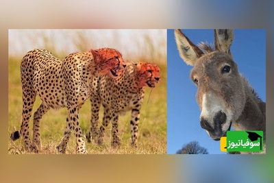 ویژه علاقه مندان به مستند حیات وحش حیوانات/ راز بقا، این داستان: نبرد نفس‌گیر  پلنگ وحشی و اُلاغ بیچاره