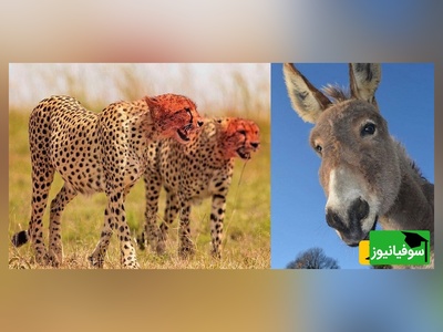 ویژه علاقه مندان به مستند حیات وحش حیوانات/ راز بقا، این داستان: نبرد نفس‌گیر  پلنگ وحشی و اُلاغ بیچاره