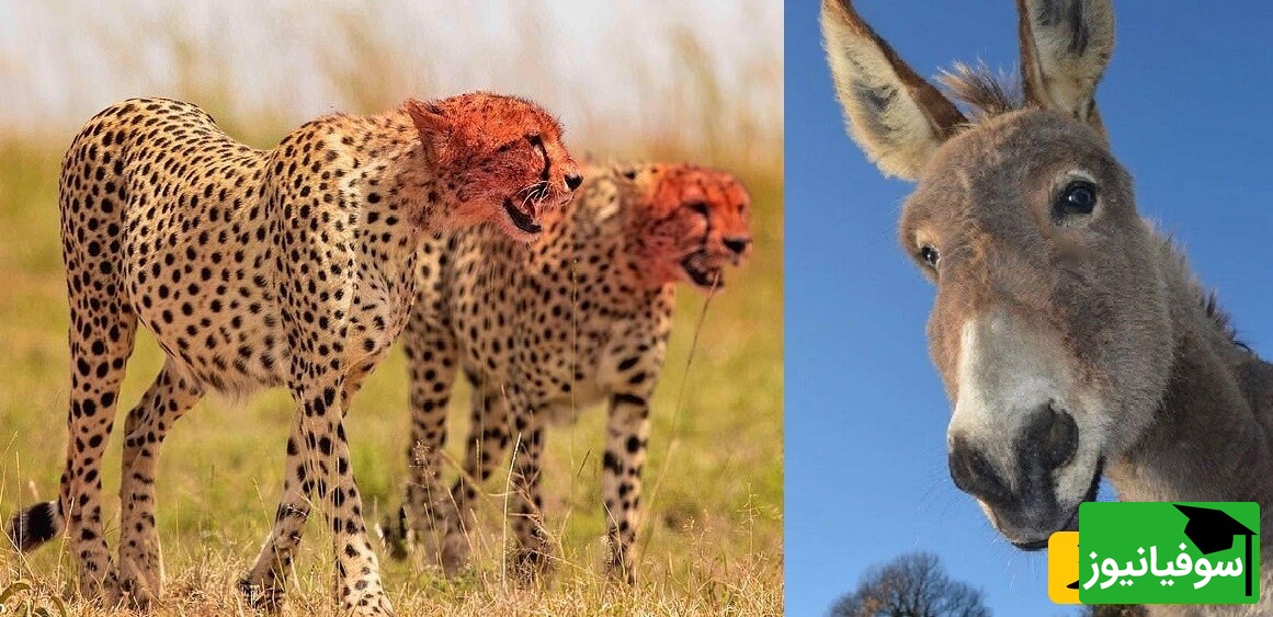 ویژه علاقه مندان به مستند حیات وحش حیوانات/ راز بقا، این داستان: نبرد نفس‌گیر  پلنگ وحشی و اُلاغ بیچاره