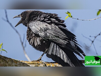 (ویدئو) شکار هوشمندانۀ کلاغ برای شکار لارو/ بیخود نیست به عنوان باهوش‌ترین پرنده مشهور شده