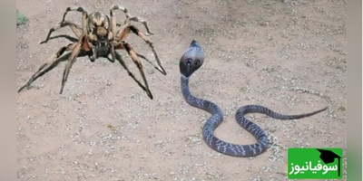 حیات وحش؛ مستند حیات وحش حیوانات / نبرد مرگبار مار کبری در برابر عنکبوت غول‌پیکر