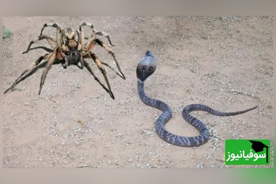 حیات وحش؛ مستند حیات وحش حیوانات / نبرد مرگبار مار کبری در برابر عنکبوت غول‌پیکر