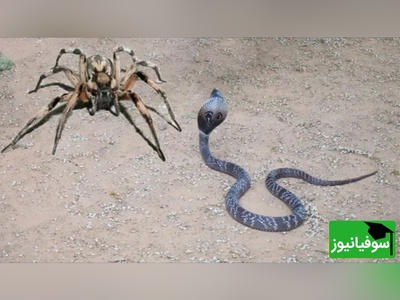 حیات وحش؛ مستند حیات وحش حیوانات / نبرد مرگبار مار کبری در برابر عنکبوت غول‌پیکر