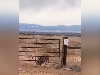 (ویدئو) هوش غیرقابل باور یک گوزن برای فرار از زندان/ یکی ازش بپرسه راز موفقیتش چیه؟ کلاس خصوصی رفته یا چی!