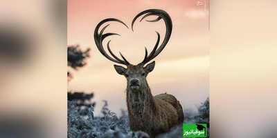 (ویدیو) مستند حیات وحش/ گله‌ای بزرگ از گوزن‌ها خانه‌های کلرادو را محاصره کردند