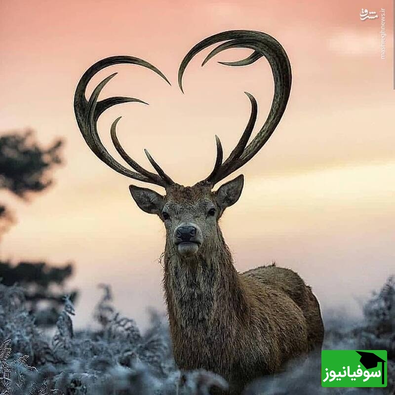 (ویدیو) مستند حیات وحش/ گله‌ای بزرگ از گوزن‌ها خانه‌های کلرادو را محاصره کردند