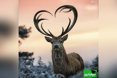 (ویدیو) مستند حیات وحش/ گله‌ای بزرگ از گوزن‌ها خانه‌های کلرادو را محاصره کردند