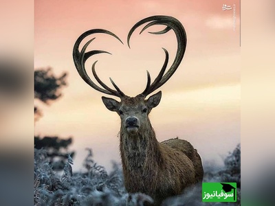 (ویدیو) مستند حیات وحش/ گله‌ای بزرگ از گوزن‌ها خانه‌های کلرادو را محاصره کردند