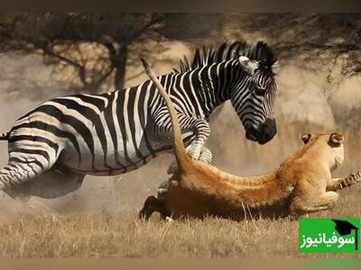 مستند حیات وحش حیوانات /راز بقا، این داستان: فرار شیر از چنگال گورخر