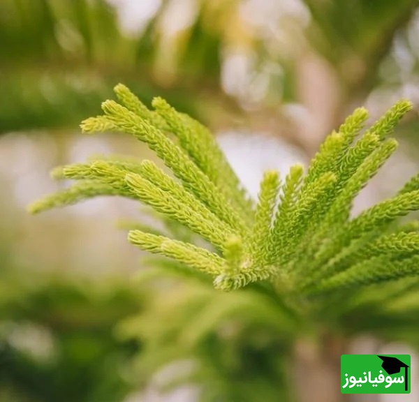 تکثیر کاج مطبق :