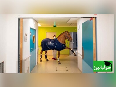 ویدیو/ پیو؛ تنها اسبِ پزشکِ جهان که مجوز ورود به بیمارستان را دارد