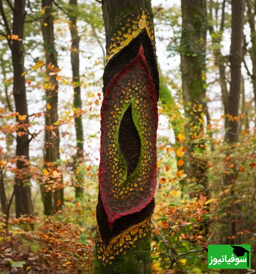 یقه‌های منحنی، جنگل‌های لیتل میلفورد، ولز