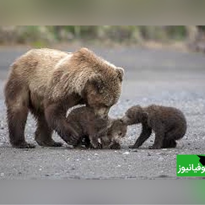 مستند حیات وحش حیوانات/راز بقا، این داستان: خرس مادر در نبردی مرگبار برای نجات توله‌هایش