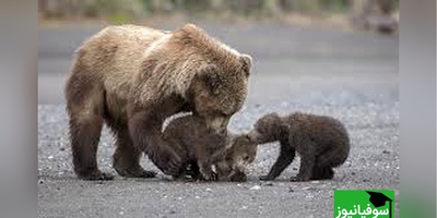 مستند حیات وحش حیوانات/راز بقا، این داستان: خرس مادر در نبردی مرگبار برای نجات توله‌هایش