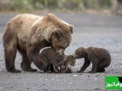 مستند حیات وحش حیوانات/راز بقا، این داستان: خرس مادر در نبردی مرگبار برای نجات توله‌هایش