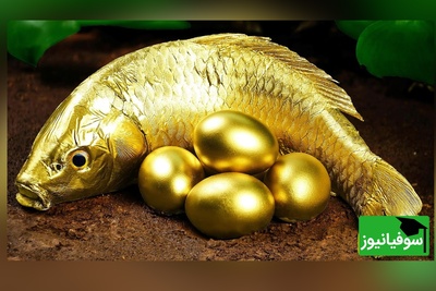 تست هوش فکری/ فقط افرادی با هوش و استدلال منطقی بالا، می‌توانند در 4 ثانیه حدس بزنند که "ماهی طلایی" در "قلاب ماهیگیری" چه کسی می‌افتد؟