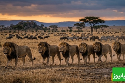 قانون جنگل؛ مستند حیات وحش/ اتحاد افسانه ای7 شیر سابابورا سلاطین خونین دشت‌های آفریقا+فیلم