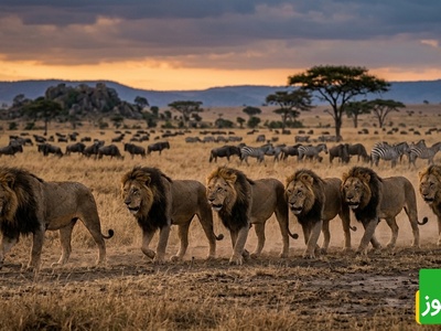 قانون جنگل؛ مستند حیات وحش/ اتحاد افسانه ای7 شیر سابابورا سلاطین خونین دشت‌های آفریقا+فیلم