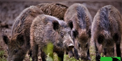 ویدئوی حیات وحش: لحظه حمله وحشتناک  گرازها به روستای ایجان در استان مرکزی