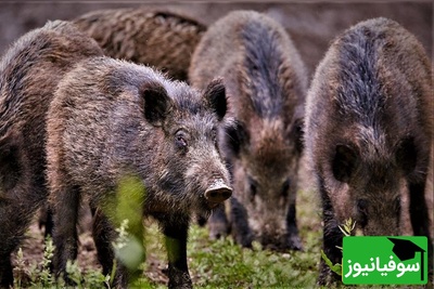 ویدئوی حیات وحش: لحظه حمله وحشتناک  گرازها به روستای ایجان در استان مرکزی
