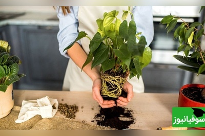 رازهای مهم تعویض گلدان؛ چگونه گیاهان را جابه‌جا کنیم بدون اینکه دچار شوک شوند؟
🌱+ ویدئو