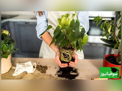 رازهای مهم تعویض گلدان؛ چگونه گیاهان را جابه‌جا کنیم بدون اینکه دچار شوک شوند؟
🌱+ ویدئو