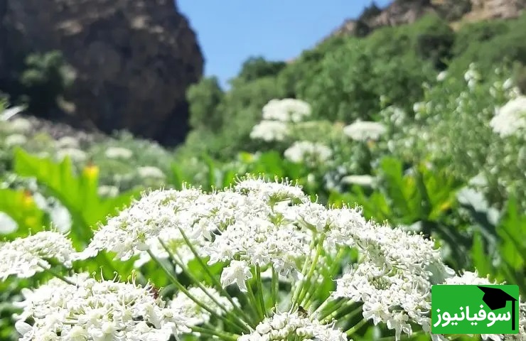روستای ایگل