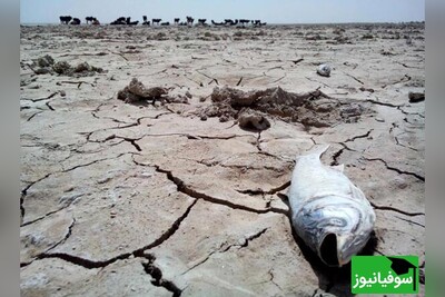 کنفرانس بین‌المللی محیط زیست تالاب‌های بین‌المللی هامون