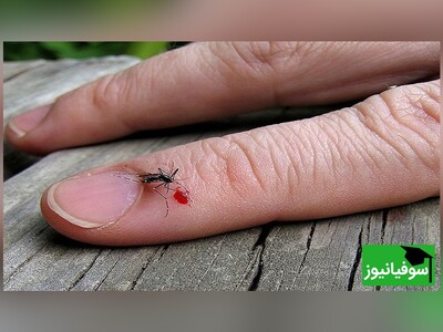 ویدیو/ راهکار بی‌نظیر انتقام از پشه‌های مزاحم به سبک طبیعت‌گرد حرفه‌ای/ برای در امان بودن از "پشۀ آئدس" تست کنید