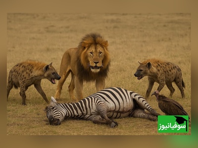 (ویدئو) مستند حیات وحش حیوانات/ راز بقا، این داستان: حمایت شیر نر از همسرش و قلدری برای کفتارها و لاشخورها