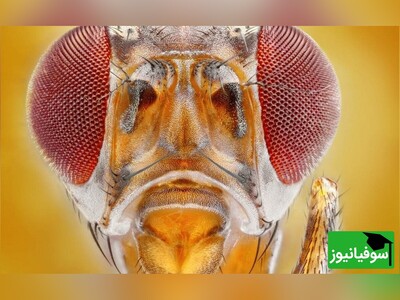 (ویدئو) مگس میوه، قهرمان جدید علم اعصاب؛ نقشه‌برداری از مغز کوچک آن، درهای بزرگی را به روی علم گشود