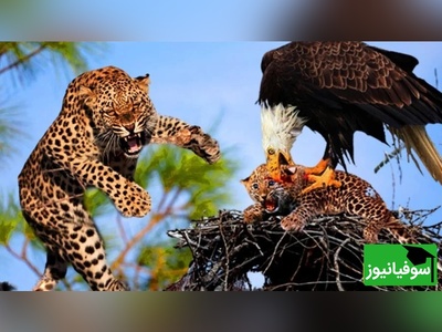 (ویدئو) مستند حیات وحش حیوانات/  مبارزه سرسخت پلنگ و عقاب