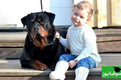 فیلم/ حیات وحش؛ احساس مادرانه سگ روتوایلر پوزه دلقکی به کودک نوپا هنگام وقوع زلزله/ مهر مادری مختص انسان نیست