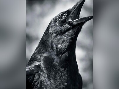 ویدیو/ چرا وقتی کلاغ را رنگ کردند، قهقهه زد و خندید؟/ وجه تسمیۀ ضرب‌المثل‌های فراموش شدۀ ایرانی