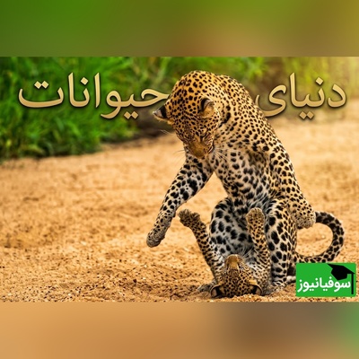 (ویدیو) مستند حیات وحش/ رازبقا، این داستان: لحظاتی دلهره‌آور در دل طبیعت؛ رویارویی وحشیانه پلنگ و کفتار بر سر توله