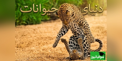 (ویدیو) مستند حیات وحش/ رازبقا، این داستان: لحظاتی دلهره‌آور در دل طبیعت؛ رویارویی وحشیانه پلنگ و کفتار بر سر توله