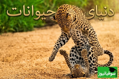 (ویدیو) مستند حیات وحش/ رازبقا، این داستان: لحظاتی دلهره‌آور در دل طبیعت؛ رویارویی وحشیانه پلنگ و کفتار بر سر توله