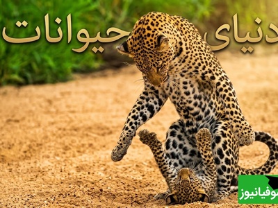 (ویدیو) مستند حیات وحش/ رازبقا، این داستان: لحظاتی دلهره‌آور در دل طبیعت؛ رویارویی وحشیانه پلنگ و کفتار بر سر توله
