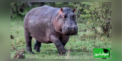 خطای دید/ حتی افرادی با ضریب هوشی بالا نمی‌توانند در 4 ثانیه اسب‌آبی مخفی شده در بین خوک‌ها را پیدا کنند