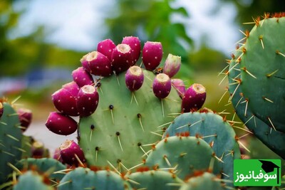 افتخارآفرینی محققان ایرانی؛ تولید کنسرو میوه کاکتوس با خواص معجزه‌آسا برای درمان دیابت و چاقی