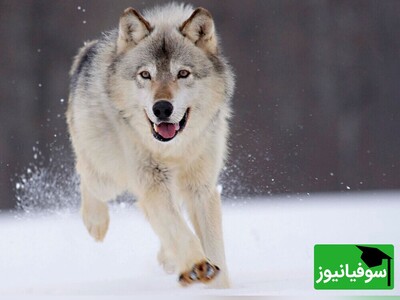 (ویدئو) این گرگ 44000 ساله انگار از دل زمان بیرون آمده است! / کشفی باورنکردنی که دنیا را شوکه کرد