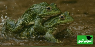 فیلم/ مستند حیات وحش حیوانات / جنگ قورباغه ها در رودخانه