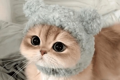 معما تصویری| فقط 1% افراد میتونن جواب درست رو پیدا کنن/ اگه چشمای تیزبینی داری زیر 10 ثانیه گربه مخفی شده رو پیدا کن!