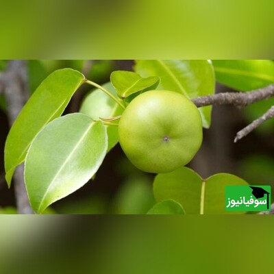 ویدیو/ درخت قاتل، خطرناک‌ترین درخت جهان با سیب‌های سمی/ لمس‌کردن درخت 