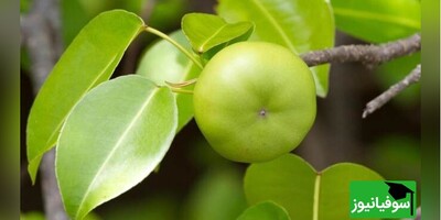 ویدیو/ درخت قاتل، خطرناک‌ترین درخت جهان با سیب‌های سمی/ لمس‌کردن درخت "مانچینیل"، مساوی با کورشدن