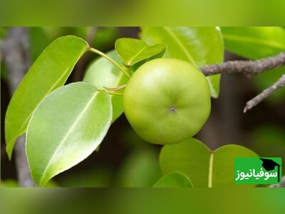 ویدیو/ درخت قاتل، خطرناک‌ترین درخت جهان با سیب‌های سمی/ لمس‌کردن درخت "مانچینیل"، مساوی با کورشدن