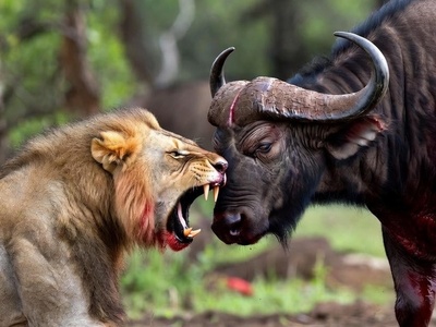 مستند حیات وحش/ نبرد مرگبار شیر و بوفالو تا آخرین نفس