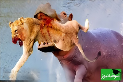 ویدئوی حیات وحش روز؛ این ماجرای راز بقا: نبرد نفسگیر اسب آبی و شیر نوجوان!
