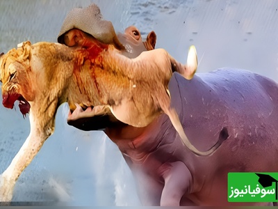 ویدئوی حیات وحش روز؛ این ماجرای راز بقا: نبرد نفسگیر اسب آبی و شیر نوجوان!