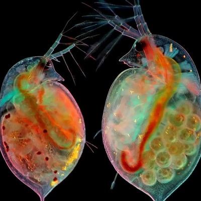 از تومور مغز موش تا بال پروانه/ برندگان مسابقه عکاسی میکروسکوپی نیکون 2024 لحظاتی شگفت‌آور را ثبت کردند